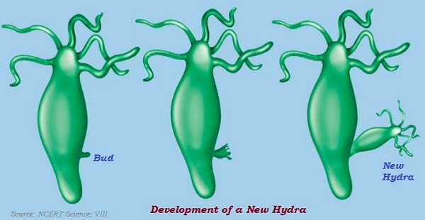Hydra